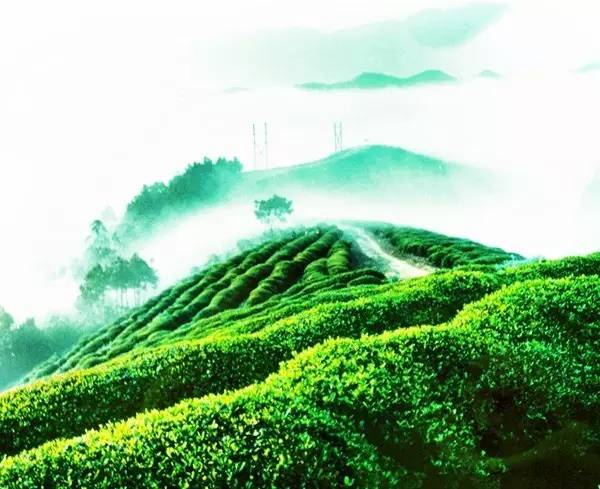 最好的富硒茶(富硒茶和普通茶的区别)-硒宝网