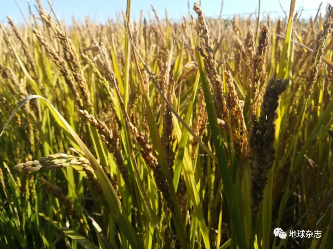 农产品富硒土(农土富硒产品有哪些)-硒宝网