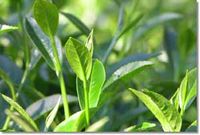 富含硒富硒茶（富硒茶的硒含量）-硒宝网