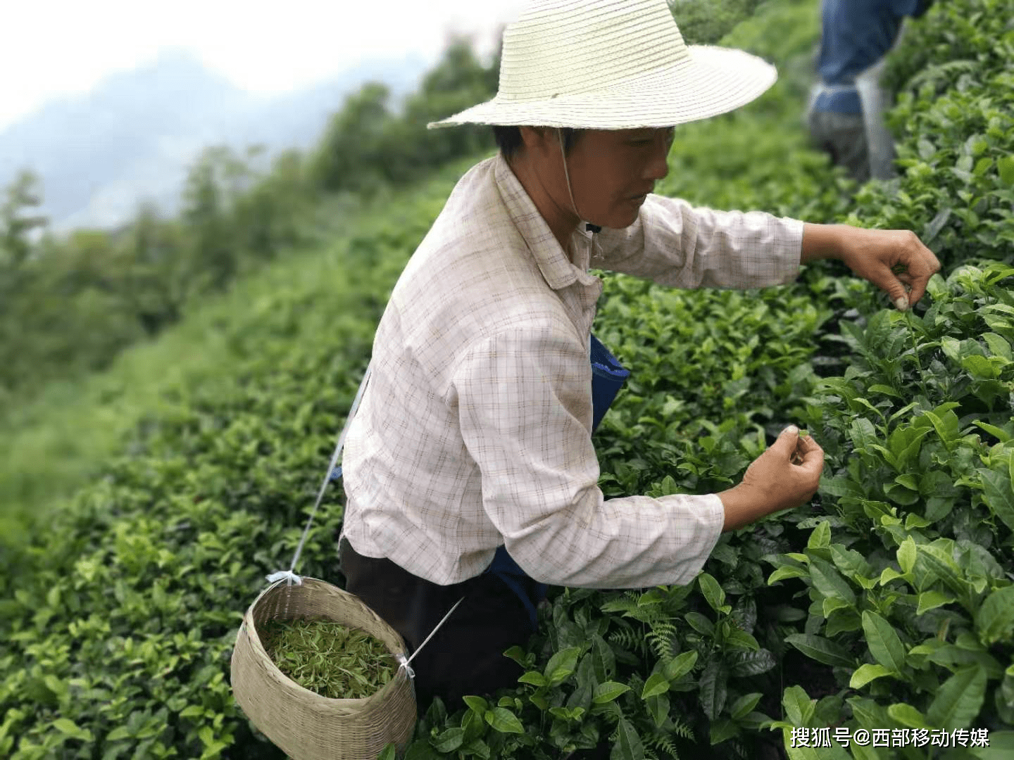 富硒茶是绿茶（绿茶与富硒绿茶的区别）-硒宝网
