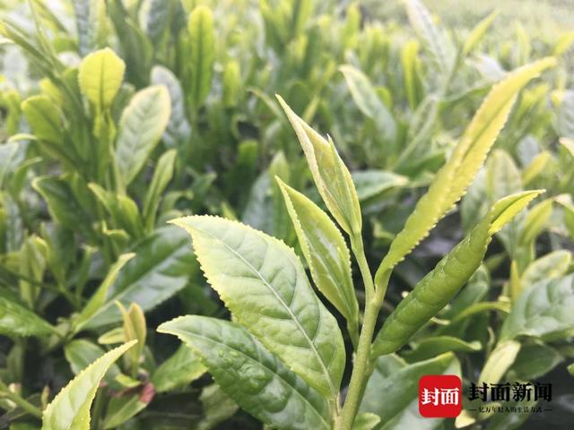富硒茶是绿茶（绿茶与富硒绿茶的区别）-硒宝网