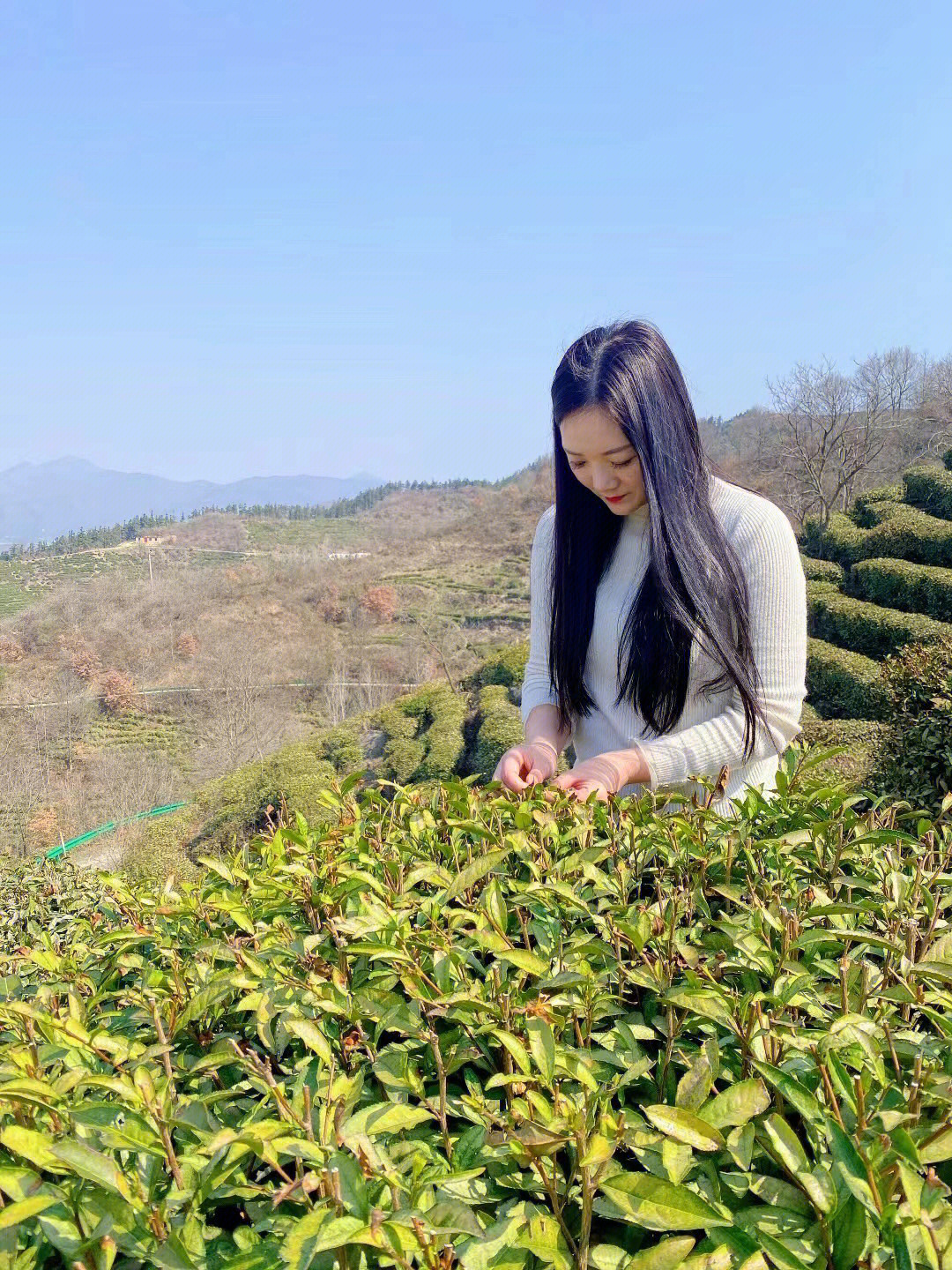 富硒茶是绿茶（绿茶与富硒绿茶的区别）-硒宝网