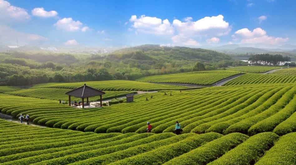 富硒茶的买点(富硒茶种类)-硒宝网