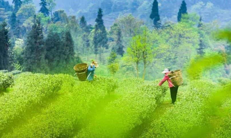 富硒茶的买点(富硒茶种类)-硒宝网
