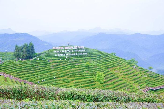 富硒茶的开发(富硒茶产业)-硒宝网