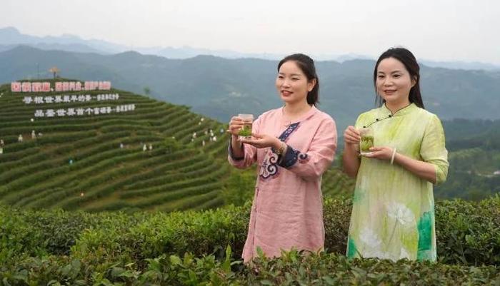 富硒茶的开发(富硒茶产业)-硒宝网