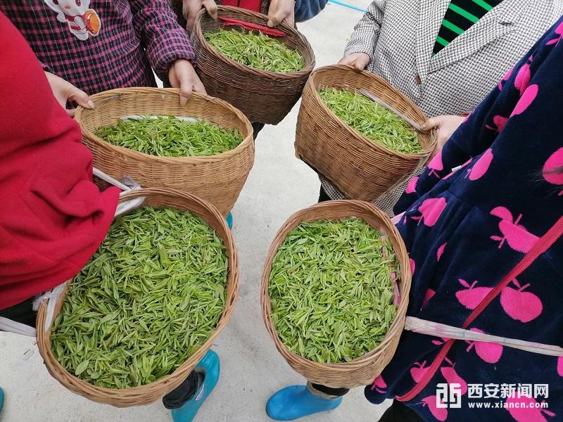 放心购富硒茶(富硒茶骗局)-硒宝网