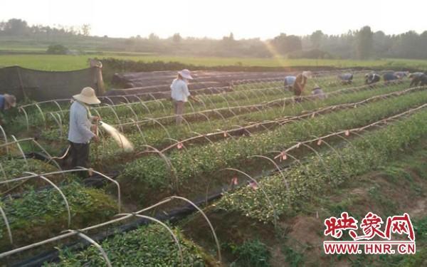 茶籽富硒湖南（湖南富硒产品平台）-硒宝网