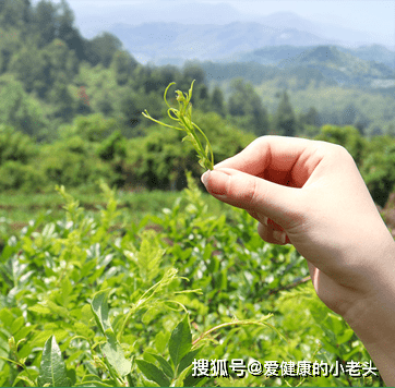 富硒莓茶口感(莓茶含硒)-硒宝网