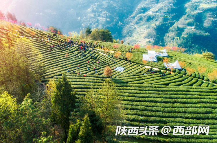 紫阳富硒茶节（紫阳富硒茶园）-硒宝网