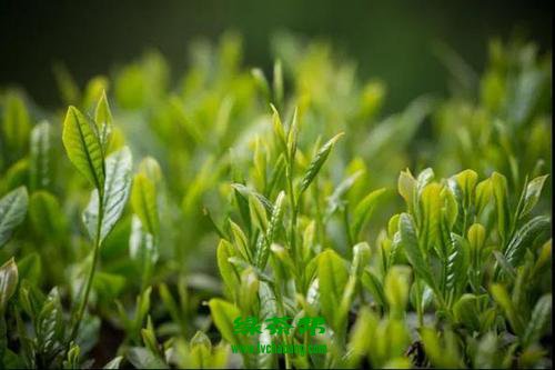 富硒茶的说说（富硒茶宣传语）-硒宝网