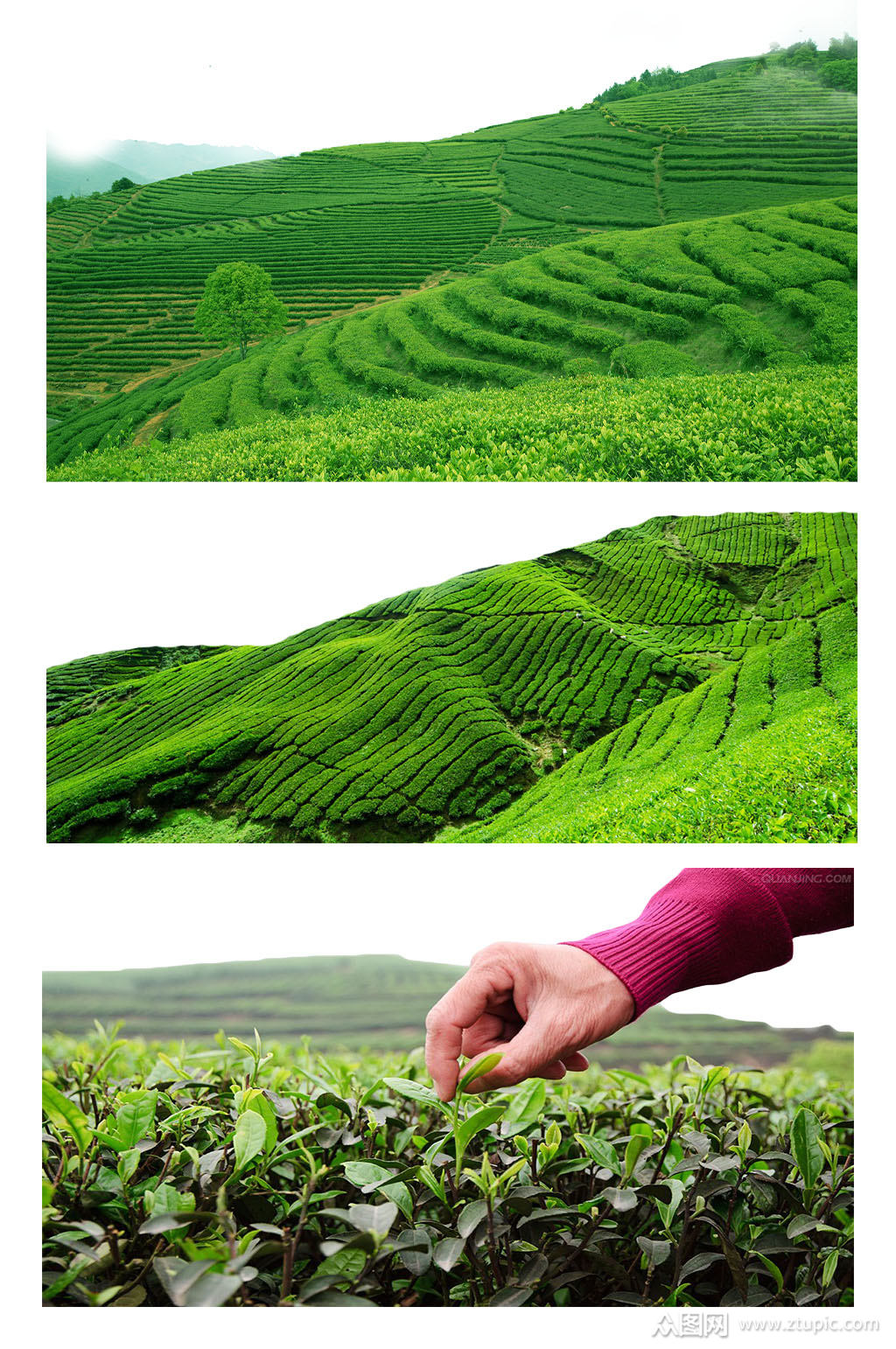 富硒茶硒超标（富硒茶含硒量是多少）-硒宝网