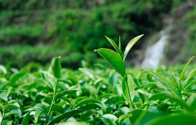 富硒茶硒超标（富硒茶含硒量是多少）-硒宝网