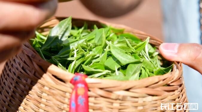 茶恩施富硒茶(恩施富硒茶是什么意思)-硒宝网