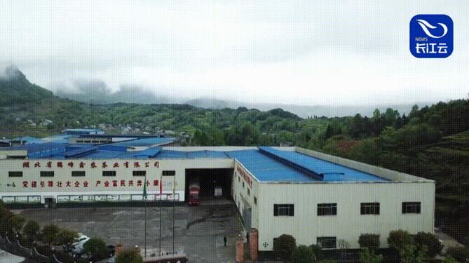 茶恩施富硒茶(恩施富硒茶是什么意思)-硒宝网