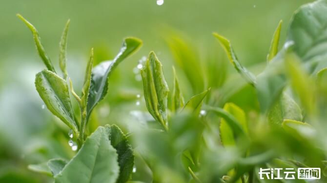 茶恩施富硒茶(恩施富硒茶是什么意思)-硒宝网