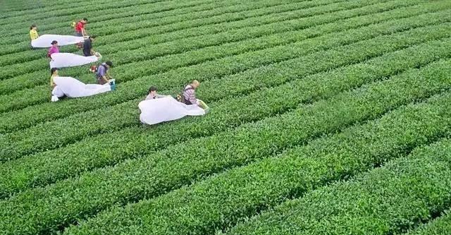 原生茶富硒茶（生态富硒茶）-硒宝网