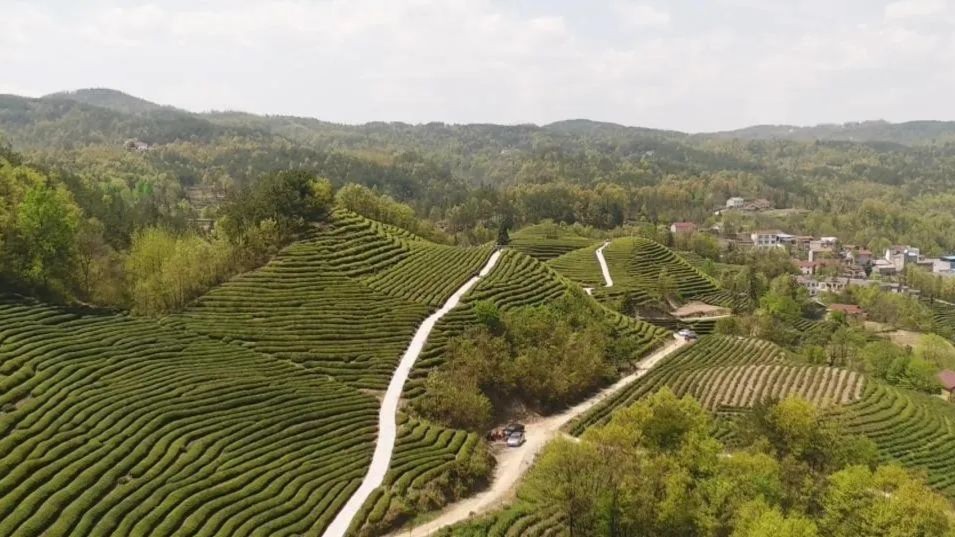 原生茶富硒茶(原生茶业富硒茶)-硒宝网