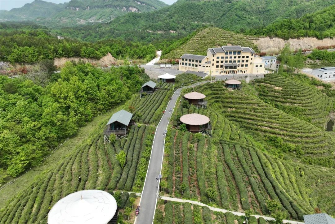 原生茶富硒茶(原生茶业富硒茶)-硒宝网