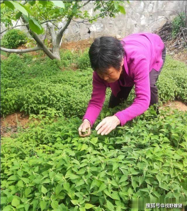 富硒蒲公英茶(蒲公英茶富硒含量多少)-硒宝网