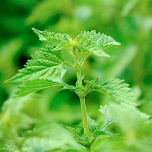 富硒蒲公英茶(蒲公英茶富硒含量多少)-硒宝网