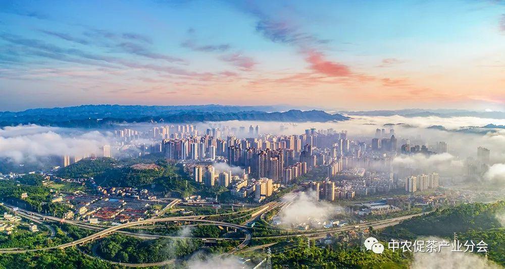 富硒茶ppm(茶富硒标准含量)-硒宝网