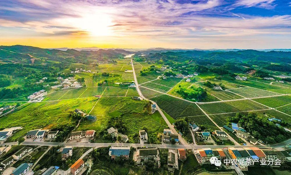 富硒茶ppm(茶富硒标准含量)-硒宝网