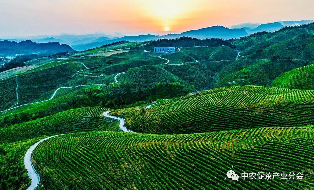 富硒茶ppm(茶富硒标准含量)-硒宝网