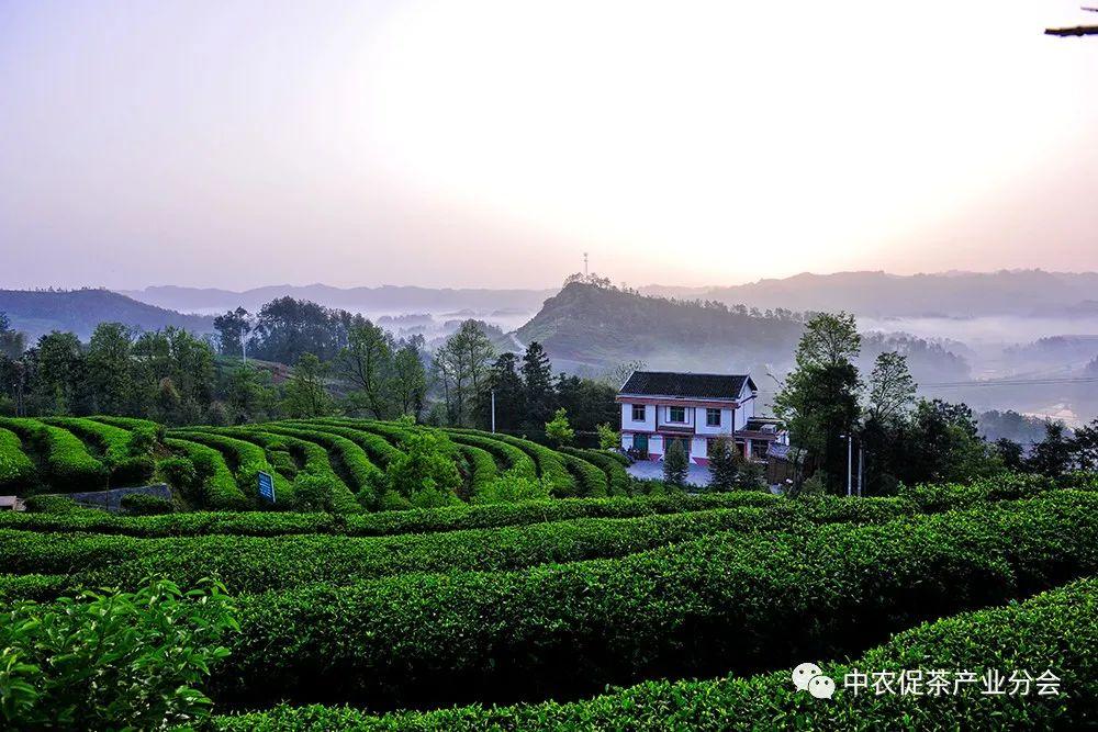 富硒茶ppm(茶富硒标准含量)-硒宝网