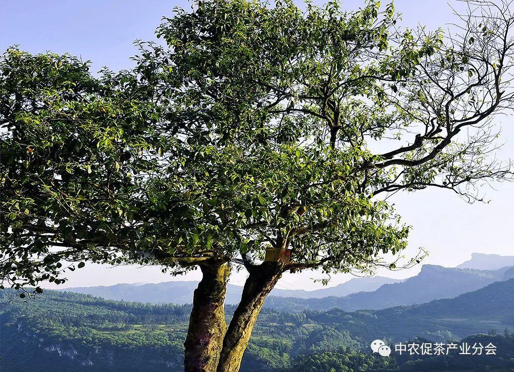 富硒茶ppm(茶富硒标准含量)-硒宝网