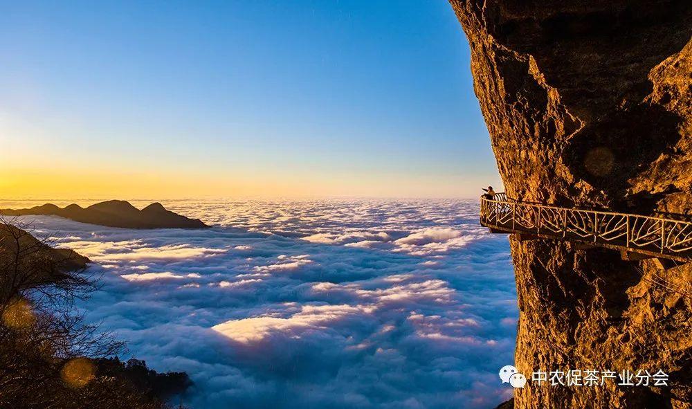 富硒茶ppm(茶富硒标准含量)-硒宝网