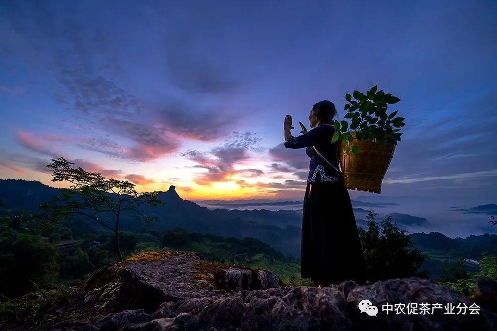 富硒茶ppm(茶富硒标准含量)-硒宝网
