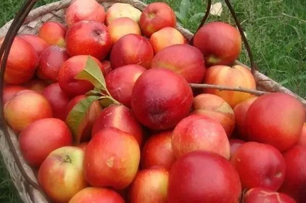 武汉 富硒茶（湖北富硒茶的功效与作用）-硒宝网