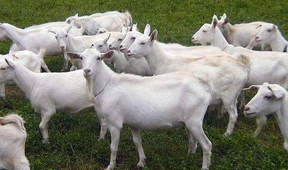 武汉 富硒茶（湖北富硒茶的功效与作用）-硒宝网