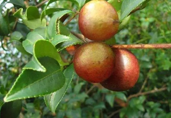 武汉 富硒茶（湖北富硒茶的功效与作用）-硒宝网