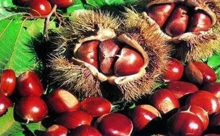 武汉 富硒茶（湖北富硒茶的功效与作用）-硒宝网