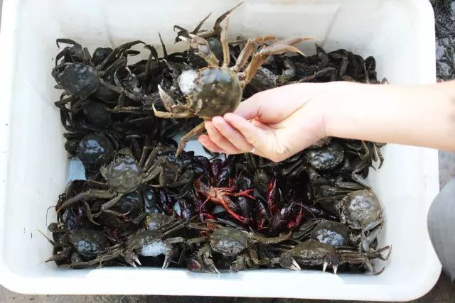 武汉 富硒茶（湖北富硒茶的功效与作用）-硒宝网