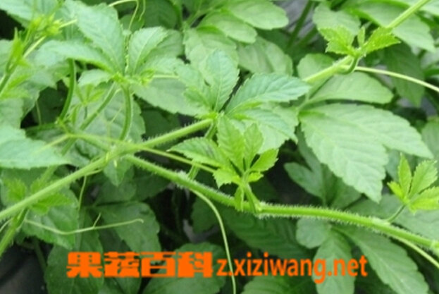 富硒绞股蓝茶(绞股蓝含硒)-硒宝网