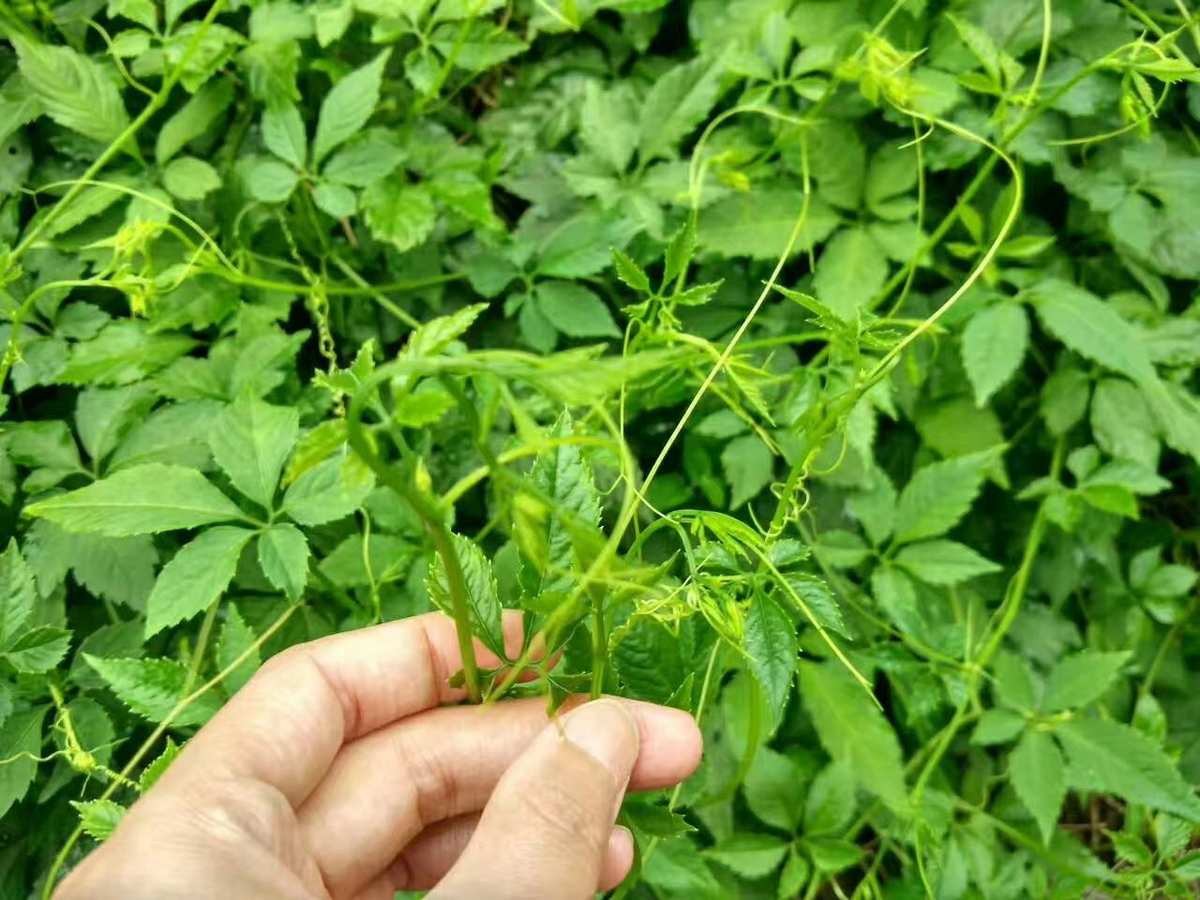 富硒绞股蓝茶(绞股蓝含硒)-硒宝网