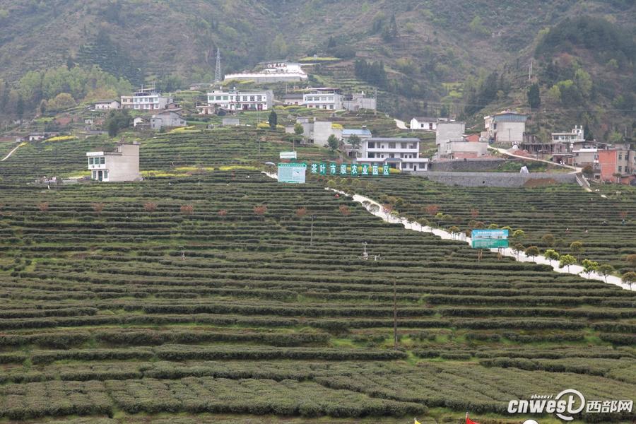 富硒茶ppm（茶富硒绿茶）-硒宝网