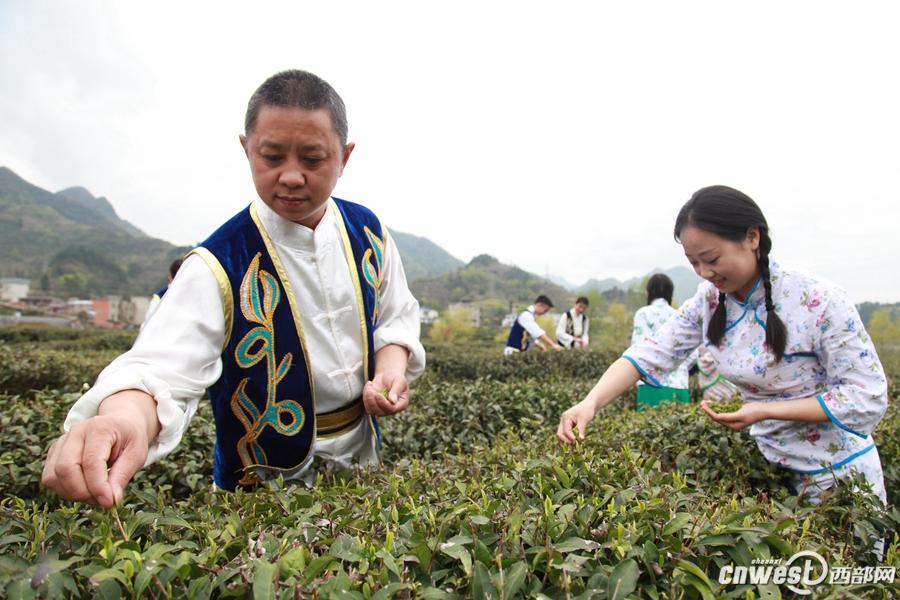 富硒茶ppm（茶富硒绿茶）-硒宝网