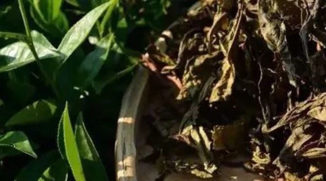 富硒茶 降糖(血糖高喝富硒茶好吗)-硒宝网