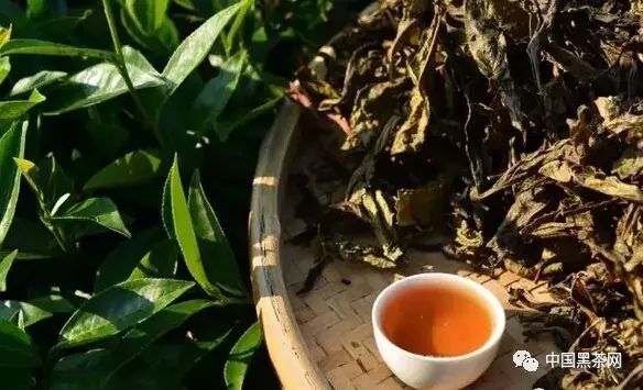 富硒茶 降糖(血糖高喝富硒茶好吗)-硒宝网