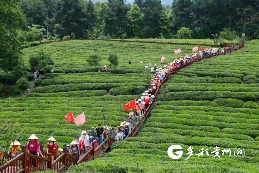 开阳 富硒茶（开阳富硒茶地理标志）-硒宝网