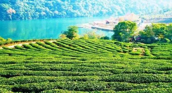 富硒茶绞股蓝（恩施的绞股蓝富硒茶多少钱）-硒宝网