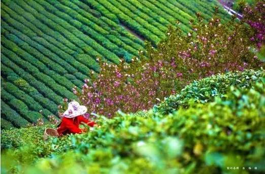 富硒茶绞股蓝（恩施的绞股蓝富硒茶多少钱）-硒宝网