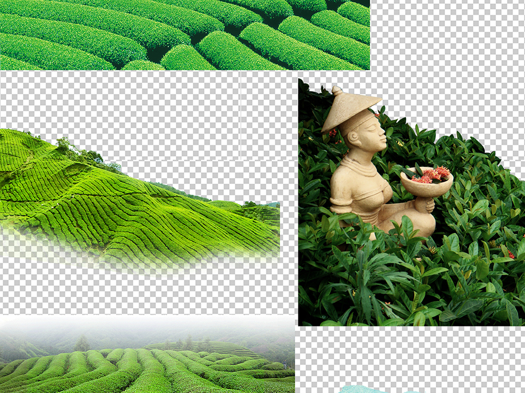 南江 富硒茶（乌江富硒茶）-硒宝网