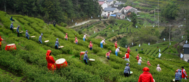 安徽 富硒茶（安徽富硒绿茶）-硒宝网