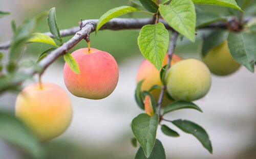 开阳 富硒茶(开阳富硒茶t6体验店)-硒宝网