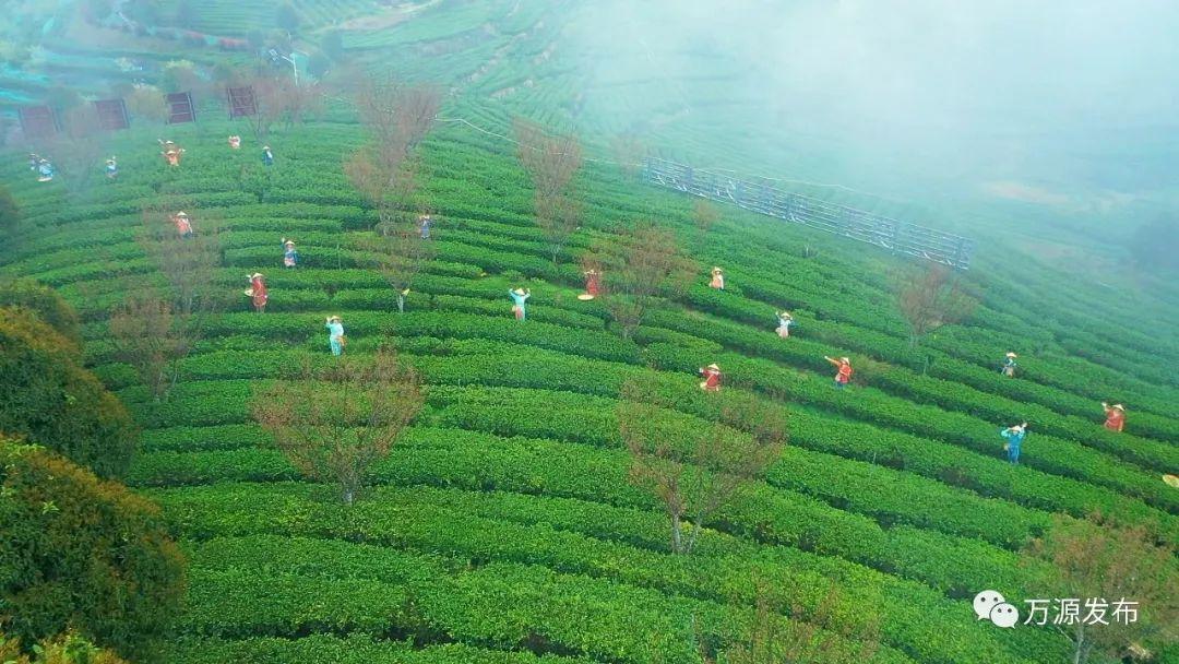 富硒茶 有机(富硒茶杯骗局)-硒宝网